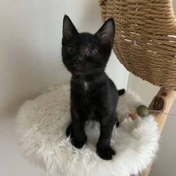 Sawshark -  Domestic Short Hair Cat for Adoption in Martinsville, Indiana - Sawshark | PetCurious
