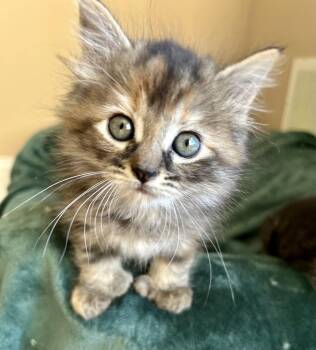 Petunia -  Domestic Medium Hair Cat for Adoption in Victor, New York - Petunia | PetCurious