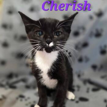 Cherish -  Domestic Short Hair Cat for Adoption in NEW PT RICHEY, Florida - Cherish | PetCurious