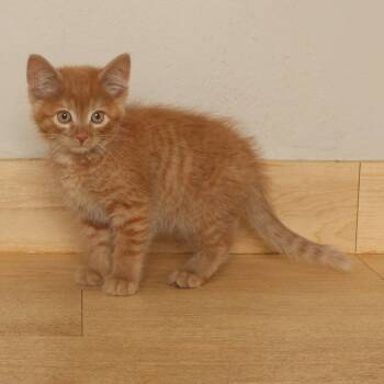 Thornton C70777 -  Domestic Short Hair Cat for Adoption in Minnetonka, Minnesota - Thornton C70777 | PetCurious