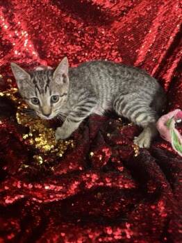 Sanders -  Domestic Short Hair Cat for Adoption in Conway, South Carolina - Sanders | PetCurious
