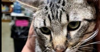 Billy -  Domestic Short Hair Cat for Adoption in Dayton, Minnesota - Billy | PetCurious