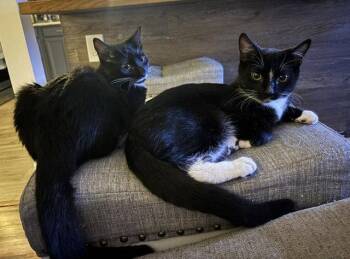 Purrsia - BONDED PAIR -  Domestic Short Hair Cat for Adoption in Naugatuck, Connecticut - Purrsia - BONDED PAIR | PetCurious
