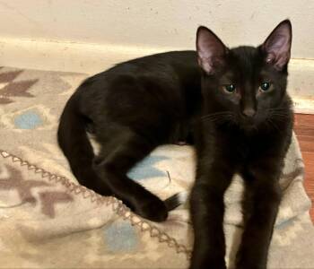 Rescue Domestic Short Hair Cats for Adoption in Jacksonville, Florida - Navy Bean =^.^= | PetCurious