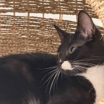 Domestic Short Hair Cats Available for Adoption - Mila And Tux | PetCurious