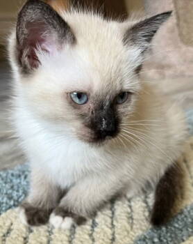 Rescue Domestic Short Hair and Siamese Cats for Adoption in Campbell, California - Clyde | PetCurious