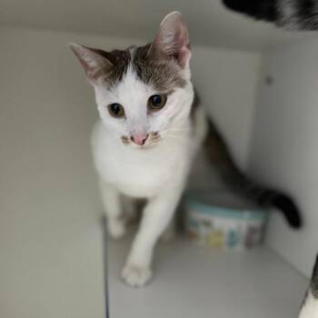 Domestic Short Hair Cats Available for Adoption in Normal, Illinois - Abbot | PetCurious