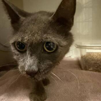Greenie -  Domestic Short Hair Cat for Adoption in Yuma, Arizona - Greenie | PetCurious