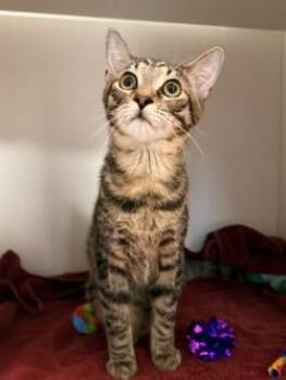 Benji (Tripod) -  Domestic Short Hair Cat for Adoption in Savannah, Georgia - Benji (Tripod) | PetCurious