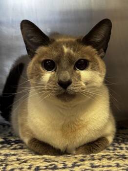 Domestic Short Hair Cats Available for Adoption in Roseville, California - Kida | PetCurious