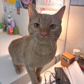 Domestic Short Hair Cats Available for Adoption in Belleville, Illinois - Simon | PetCurious