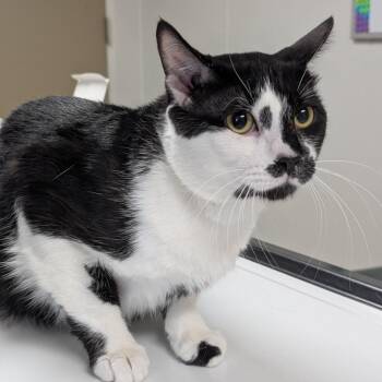 Grayson -  Domestic Short Hair Cat for Adoption in Canton, Illinois - Grayson | PetCurious