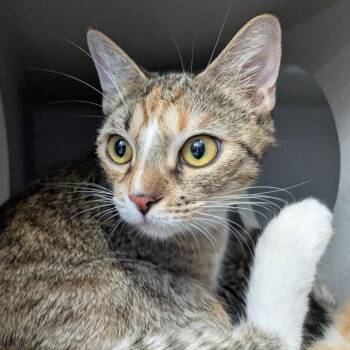 Colette Tatou -  Domestic Short Hair Cat for Adoption in Lakewood, California - Colette Tatou | PetCurious
