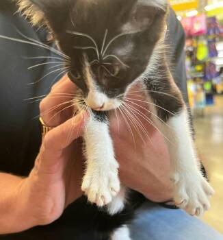 Tux -  American Shorthair Cat for Adoption in St. Augustine, Florida - Tux | PetCurious