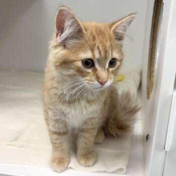 Queso -  Domestic Medium Hair Cat for Adoption in Clavet, Saskatchewan - Queso | PetCurious