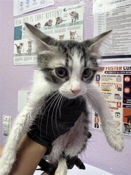 *Lira -  Domestic Medium Hair Cat for Adoption in El Paso, Texas - *Lira | PetCurious