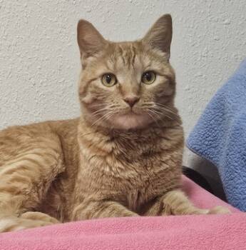 Rescue Domestic Short Hair Cats for Adoption in Portland, Oregon - Milosh | PetCurious