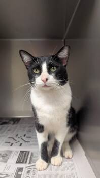 Squeak -  Domestic Short Hair Cat for Adoption in Marion, Mississippi - Squeak | PetCurious