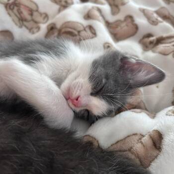 Phantom -  Domestic Short Hair Cat for Adoption in Davenport, Iowa - Phantom | PetCurious