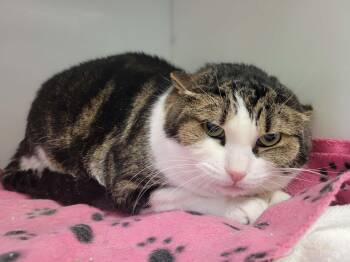 Domestic Short Hair Cats Available for Adoption in Delson, Quebec - Lowlky | PetCurious