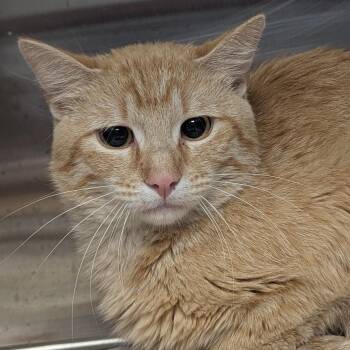Domestic Short Hair Cats Available for Adoption in Springfield, Illinois - Siren | PetCurious