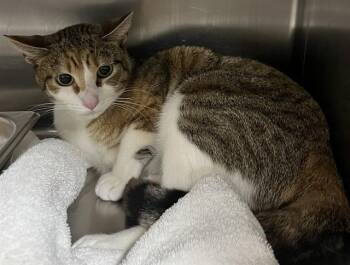 SELINA -  Domestic Short Hair Cat for Adoption - SELINA | PetCurious