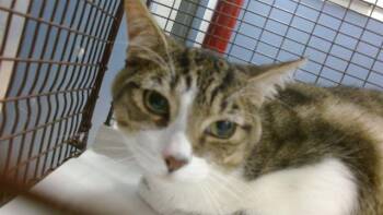 RYLO -  Domestic Short Hair Cat for Adoption in Doral, Florida - RYLO | PetCurious