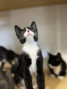 Rescue Tuxedo and Domestic Short Hair Cats for Adoption in Hawthorne, California - Flip | PetCurious