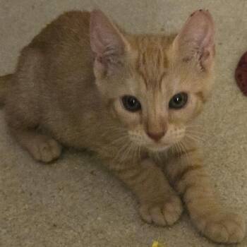 Rudy -  Domestic Short Hair Cat for Adoption in Clearwater, Florida - Rudy | PetCurious
