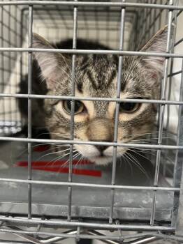 KONA -  Domestic Short Hair Cat for Adoption in Las Vegas, Nevada - KONA | PetCurious