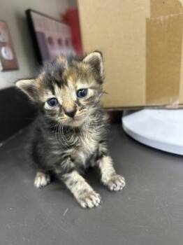 max verstappen -  Domestic Short Hair Cat for Adoption in Gainesville, Florida - Max Verstappen | PetCurious