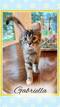 Gabriella -  Domestic Medium Hair Cat for Adoption in Ogden, Utah - Gabriella | PetCurious