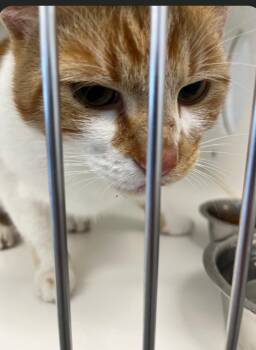 American Shorthair Cats Available for Adoption in Greenfield, Indiana - Pip | PetCurious