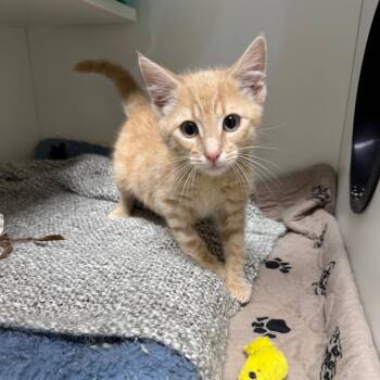 Porch Pirate -  Domestic Short Hair Cat for Adoption in Waynesville, North Carolina - Porch Pirate | PetCurious