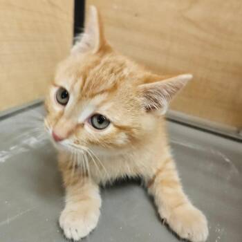 Domestic Short Hair Cats Available for Adoption in Grantsville, Utah - Everson | PetCurious