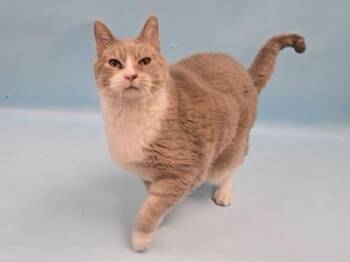 Moto Moto -  Domestic Short Hair Cat for Adoption in Minneapolis, Minnesota - Moto Moto | PetCurious