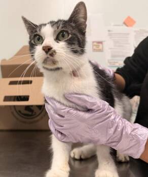 Sapphire -  Domestic Short Hair Cat for Adoption - Sapphire | PetCurious