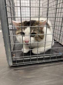 Domestic Short Hair Cats Available for Adoption in Sevierville, Tennessee - Tipsy | PetCurious