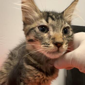 IVHS-Stray-140017 -  Domestic Short Hair Cat for Adoption in San Gabriel, California - IVHS-Stray-140017 | PetCurious