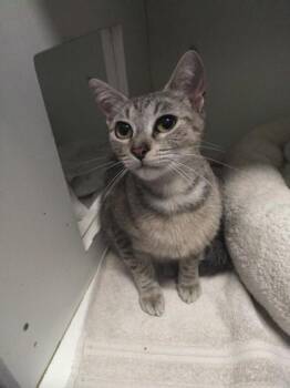 Domestic Short Hair Cats Available for Adoption in Palm Coast, Florida - Chameleon | PetCurious