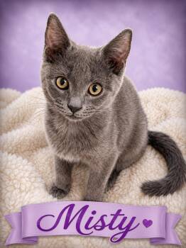 Misty-Endless Love & Energy -  Domestic Short Hair Cat for Adoption in Laurel, Maryland - Misty-Endless Love & Energy | PetCurious