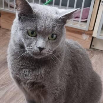 Cranberry -  Domestic Short Hair Cat for Adoption in Hamilton, Ontario - Cranberry | PetCurious