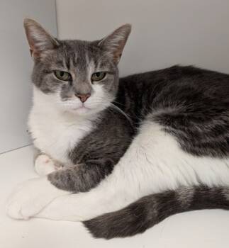 Rescue Domestic Short Hair Cats for Adoption in Fishers, Indiana - Fancy | PetCurious