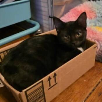 Domestic Short Hair Cats Available for Adoption - Buttercup | PetCurious