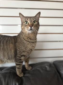 Logan -  Domestic Short Hair Cat Available for Adoption in New Baltimore, Michigan - Logan | PetCurious