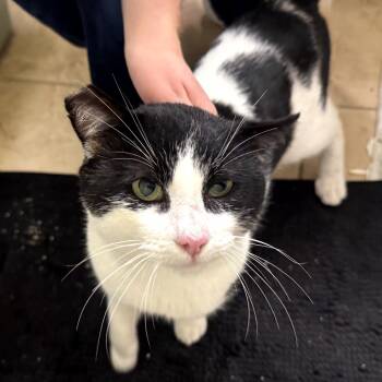 Rescue Domestic Short Hair Cats for Adoption in Long Beach, California - Mr Moo | PetCurious