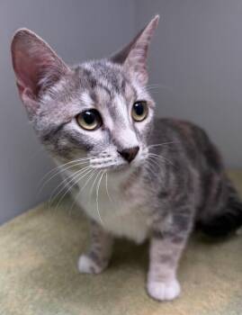 Rui -  Domestic Short Hair Cat for Adoption in Park Row, Texas - Rui | PetCurious