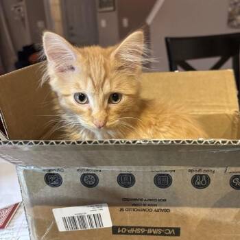 Domestic Medium Hair Cats Available for Adoption - Pyroar | PetCurious