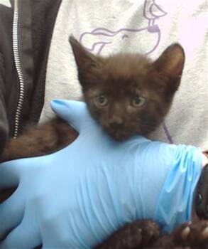 CABBAGE -  Domestic Short Hair Cat for Adoption in Omaha, Nebraska - CABBAGE | PetCurious