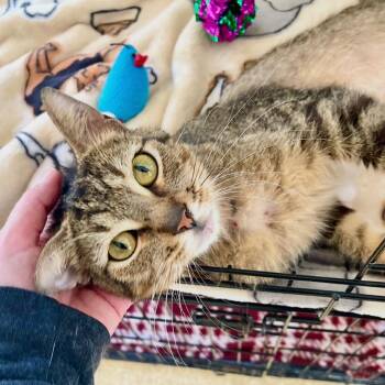 Ronaldo -  Domestic Short Hair Cat for Adoption in Riverwoods, Illinois - Ronaldo | PetCurious